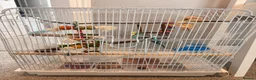 Budgerigars birds for sale: Klaus - budgie looking for a new home  in St. Ives - Advert 3