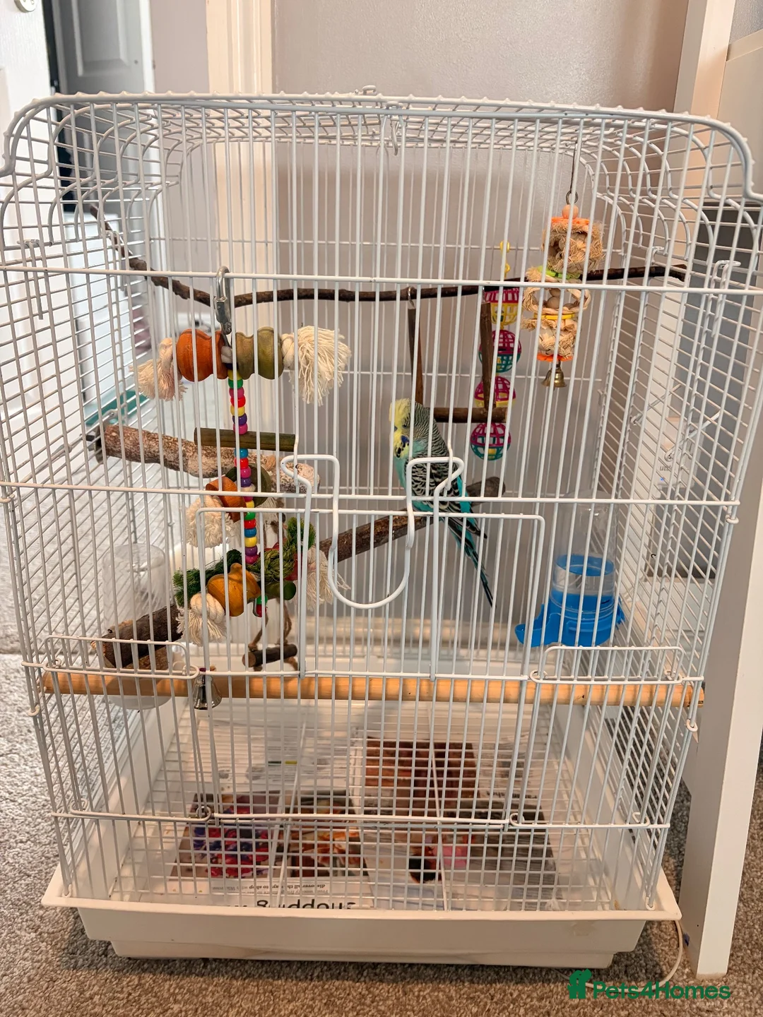 Budgerigars birds for sale: Klaus - budgie looking for a new home  in St. Ives - Advert 3