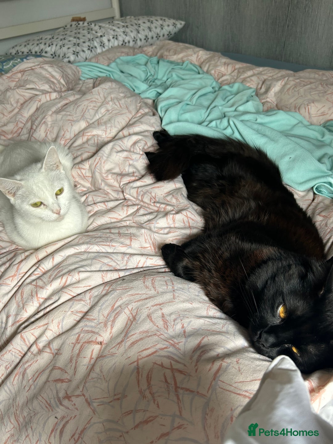 Ragdoll cats for sale: Ragdoll x Russian white kittens  - Image 4
