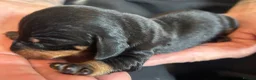 Dachshund dogs for sale: QUALITY KC STANDARD SMOOTH DAHSHUNDS  - Advert 6