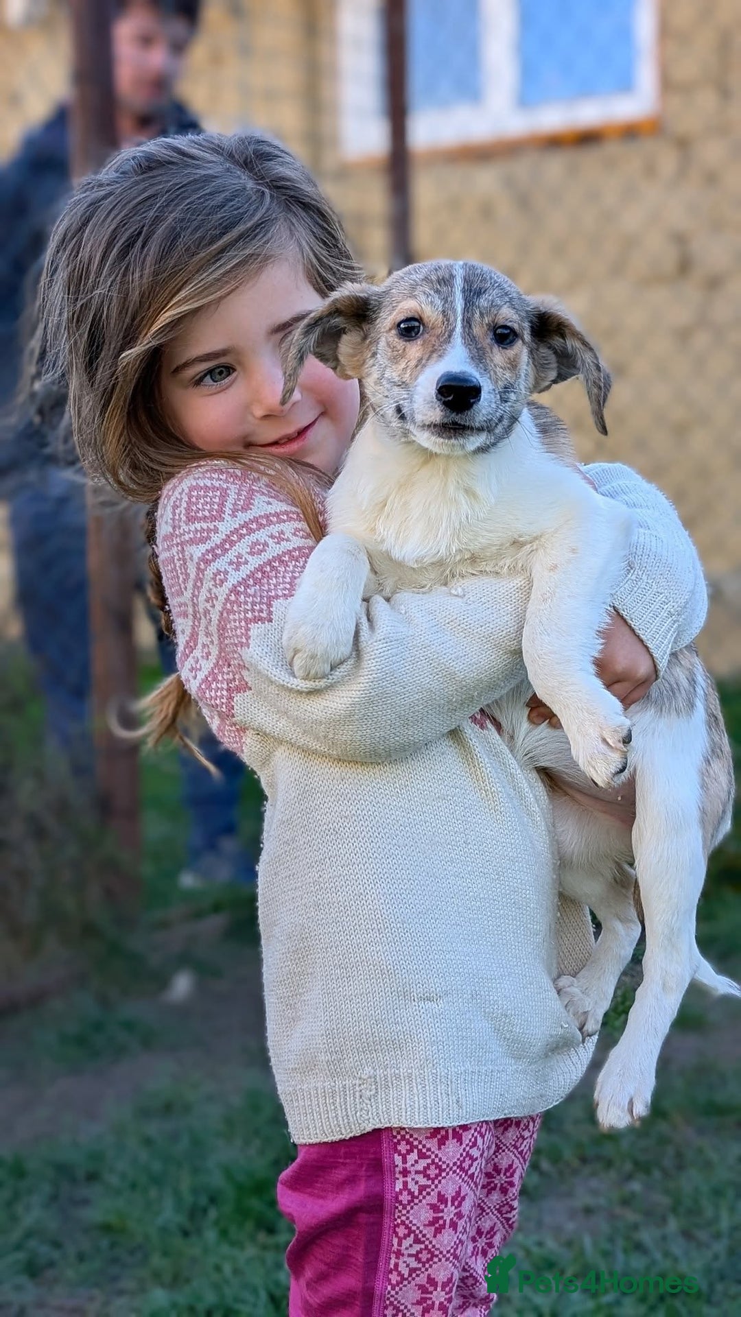 Mixed Breed dogs for adoption: Sylvie for adoption - Advert 6