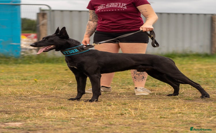 Belgian Shepherd Dog dogs - Advert 1