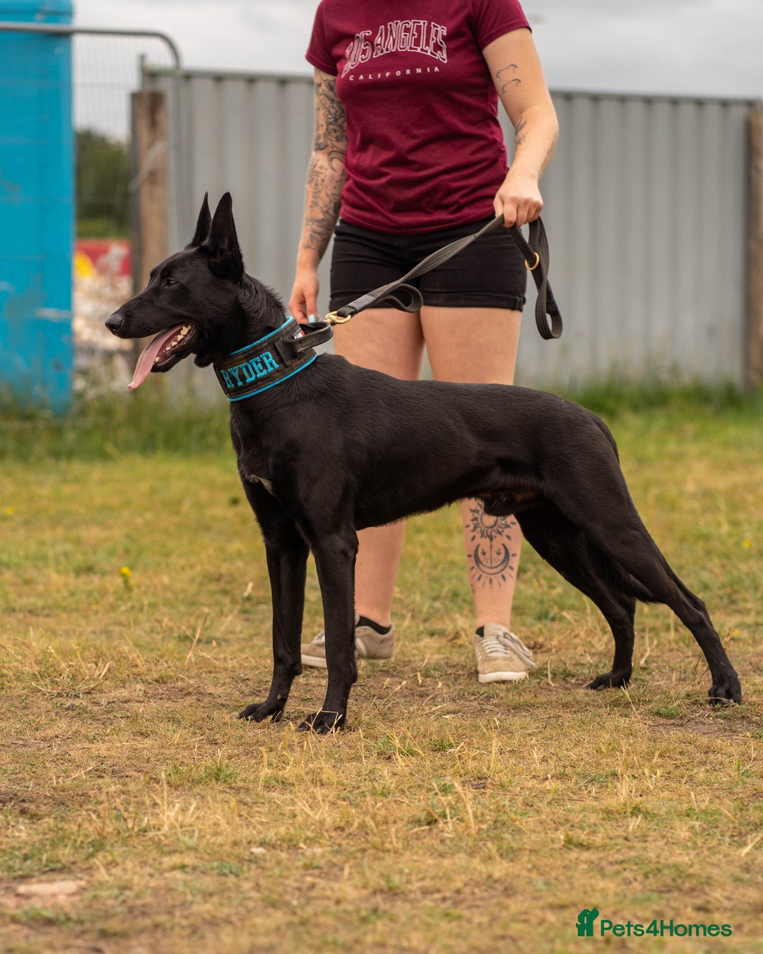 Belgian Shepherd Dog dogs for stud: Working Dutch Herder for stud  - Image 1