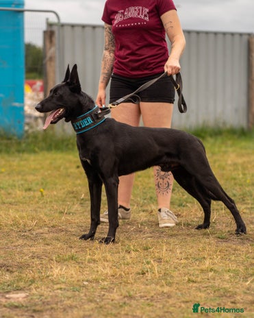 Belgian Shepherd Dog dogs - Advert 1