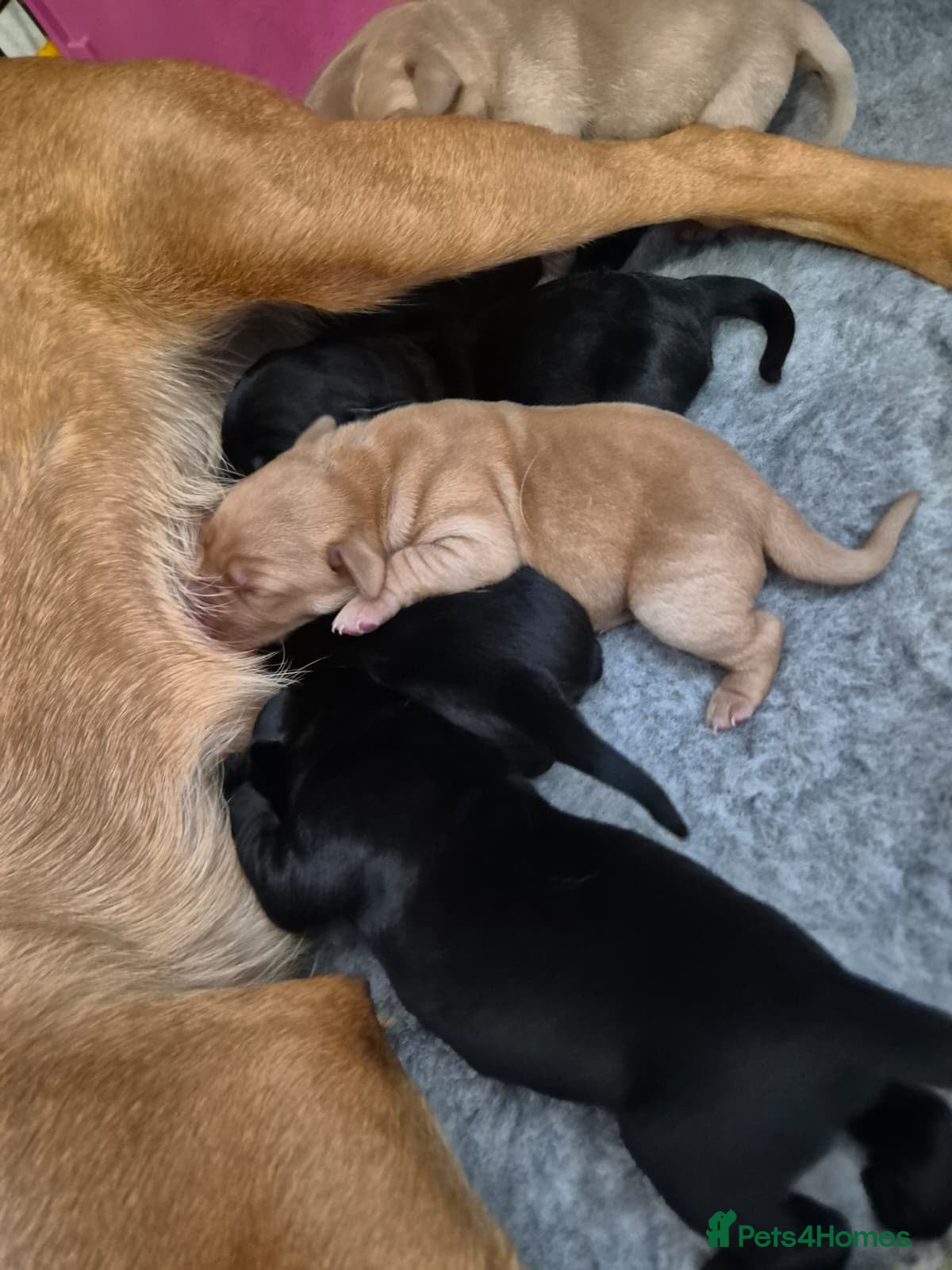 Labrador Retriever dogs KC Registered Labrador Puppies  - Advert 1