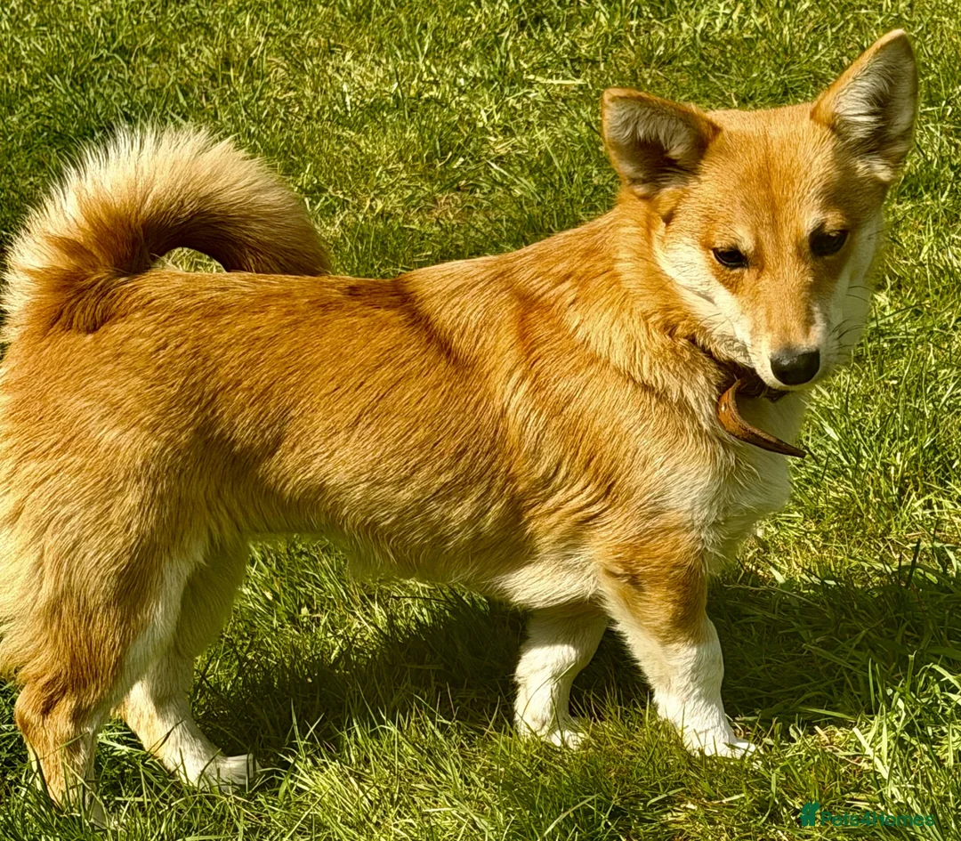 Welsh Corgi Pembroke dogs for adoption: 🐾 JANE – Female Welsh Corgi 🐾 - Advert 6
