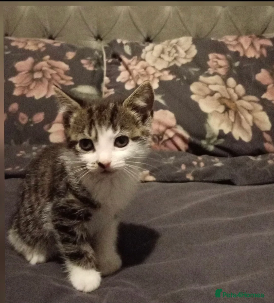 Mixed Breed cats for sale: Beautiful kittens  - Advert 2