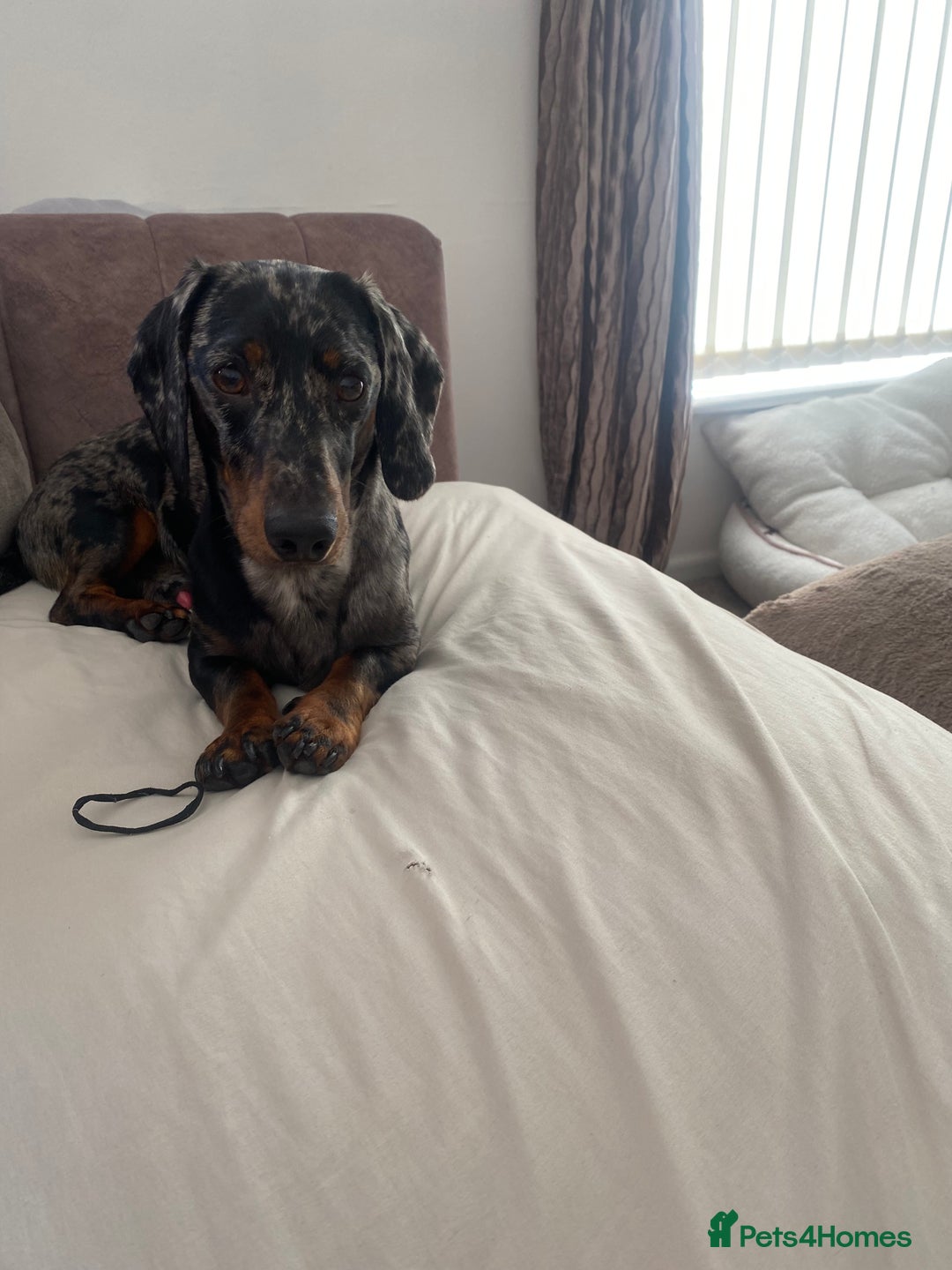 Dachshund dogs for sale: Standard dachshund  - Advert 5