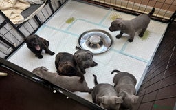 Staffordshire Bull Terrier dogs for sale: Staffordshire bull terrier puppies  - Image 4