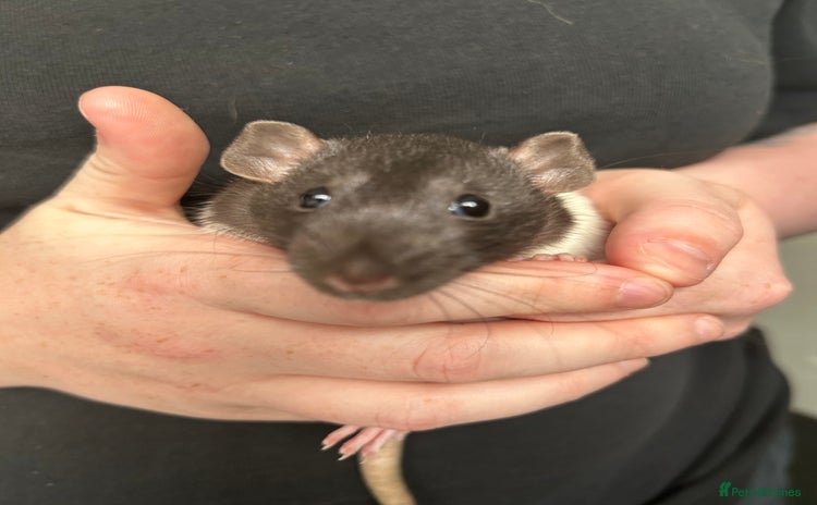 Rat rodents - Advert 6