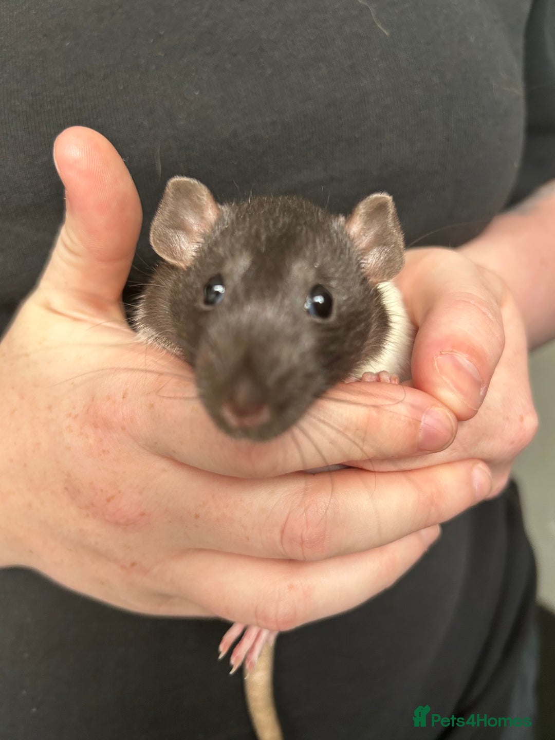 Rat rodents for sale: Dumbo female rats for sale 12 week old  - Image 1