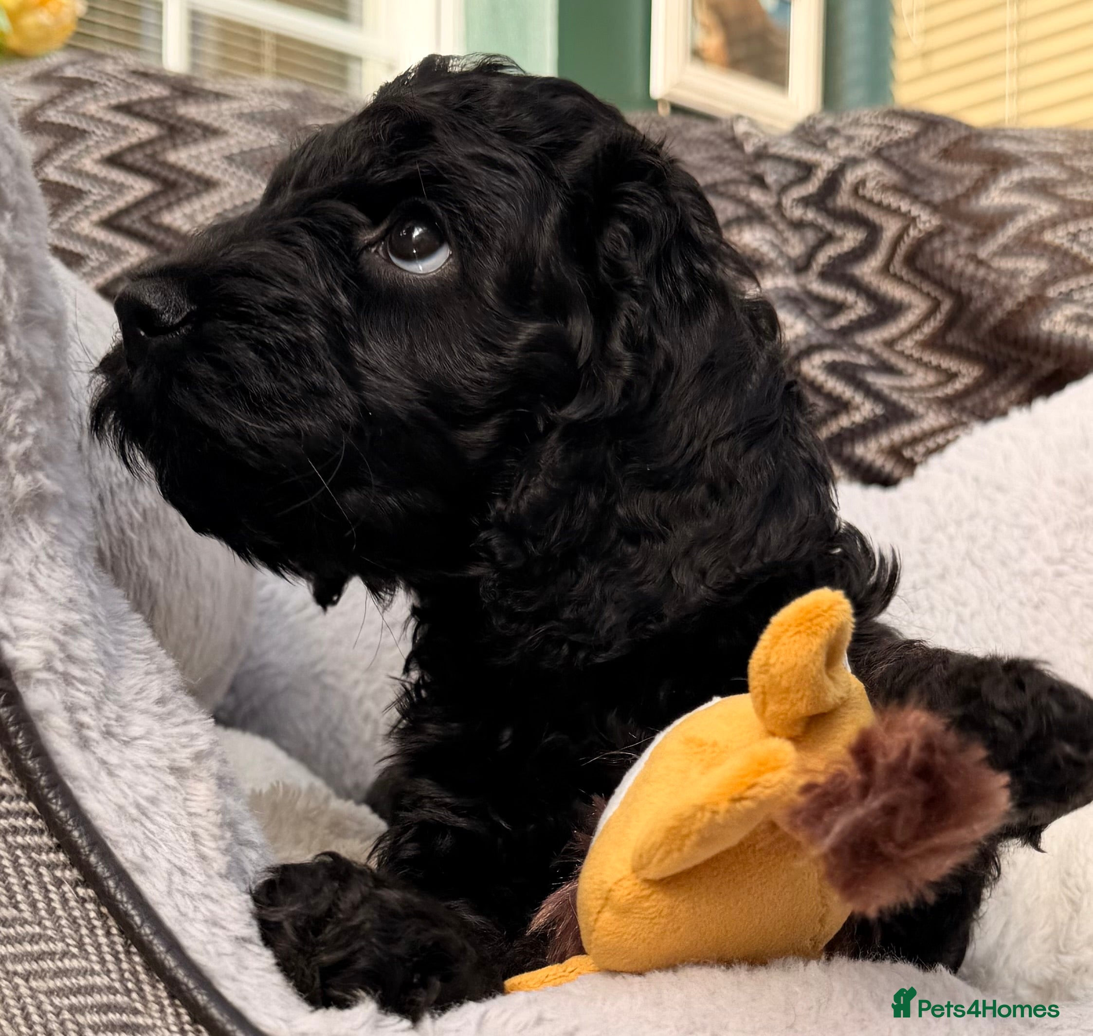 Cockapoo dogs F1 Cockapoo Puppies - Advert 8