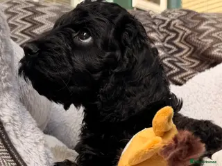 Cockapoo dogs F1 Cockapoo Puppies - Advert 8