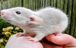 Rat rodents for sale: Fancy,Dumbo,Siamese & Rex ( NEW LITTERS AVAILABLE) - Advert 20