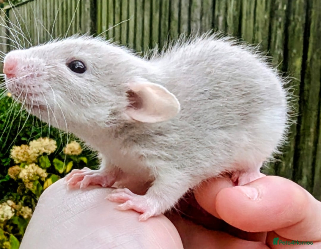 Rat rodents for sale: Fancy,Dumbo,Siamese & Rex ( NEW LITTERS AVAILABLE) - Advert 20