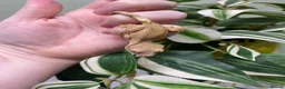Gecko reptiles for sale: Crested Gecko Babies - Advert 8