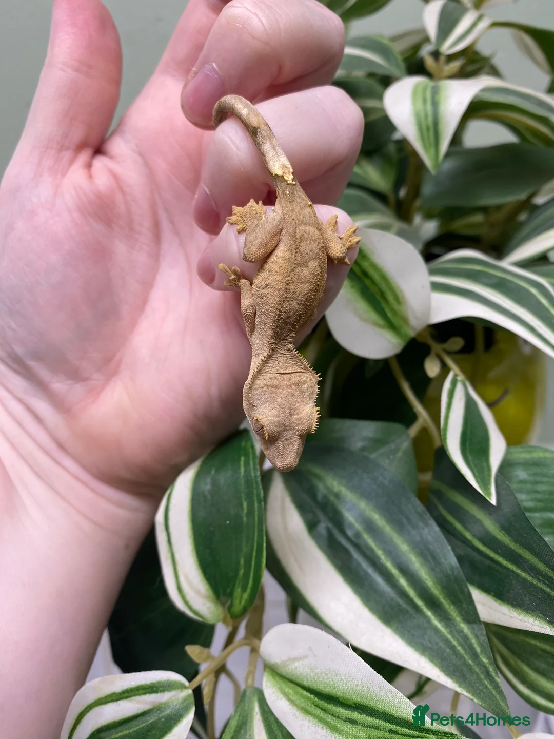 Gecko reptiles for sale: Crested Gecko Babies - Advert 8