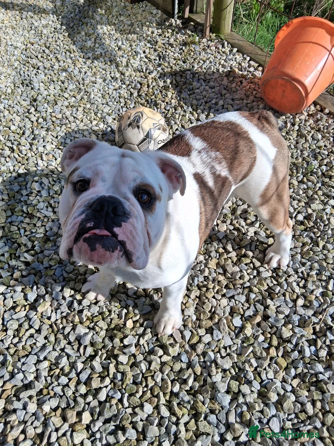 English Bulldog dogs for sale: English Bulldog  in Fareham - Advert 3
