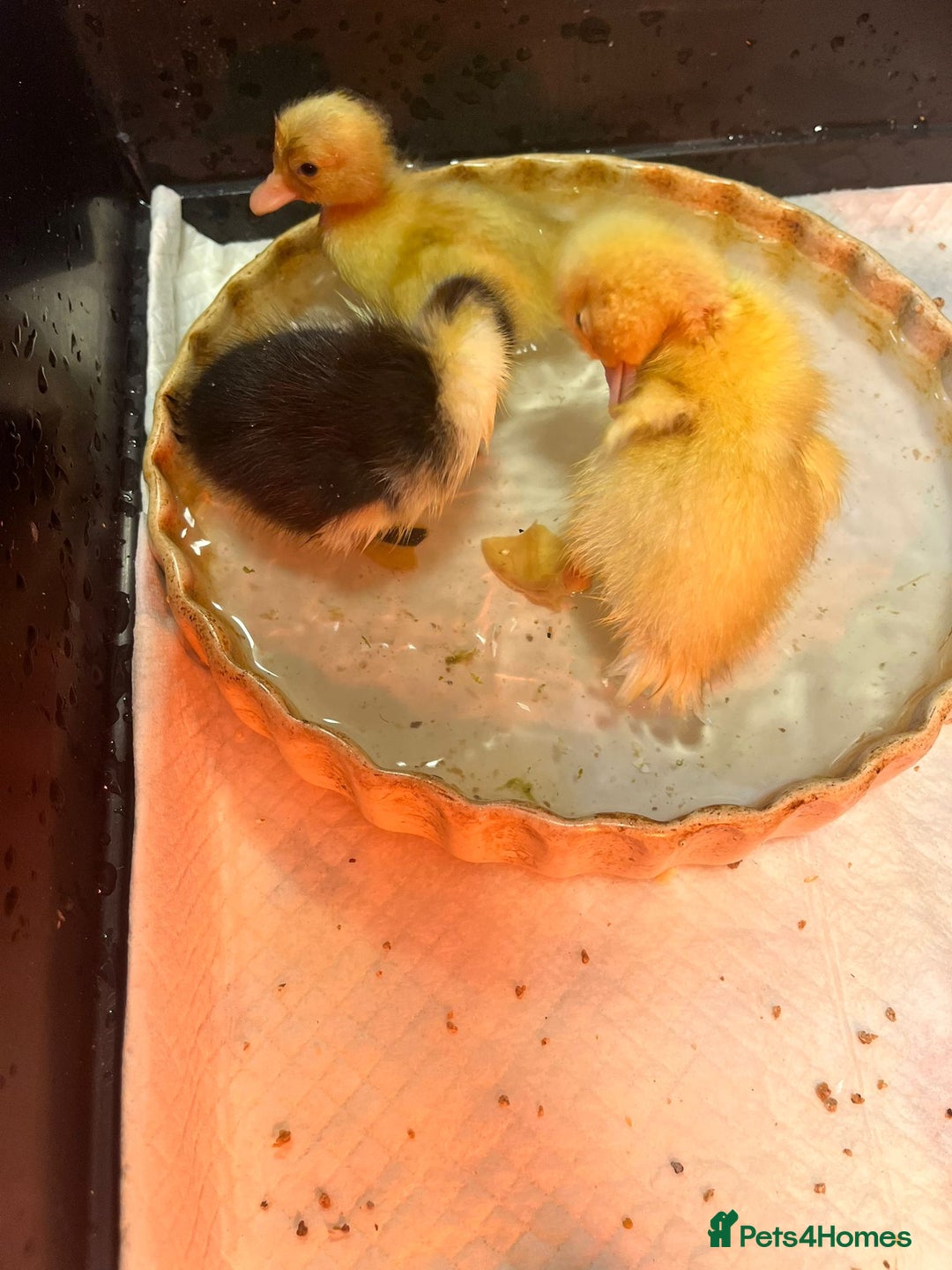 Ducks poultry for sale: Magpie ducklings x 4  - Image 2