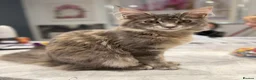 Maine Coon cats for sale: Princess  - Advert 3