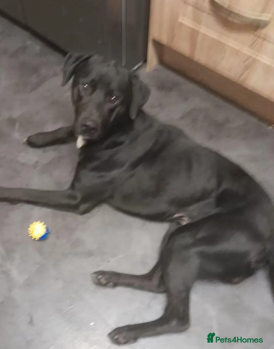 Mixed Breed dogs for sale: 1 year old male dog in Manchester - Advert 2