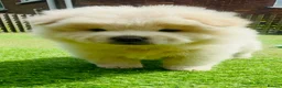 Chow Chow dogs for sale: 5 stunning puppies left !!!!  - Advert 4