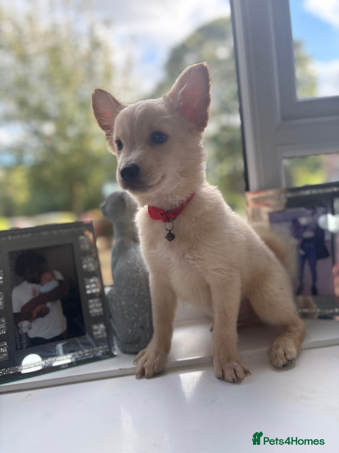 Chihuahua dogs for sale: Chihuahua x Italian volpino (4 puppies left ) 🏆 - Image 24