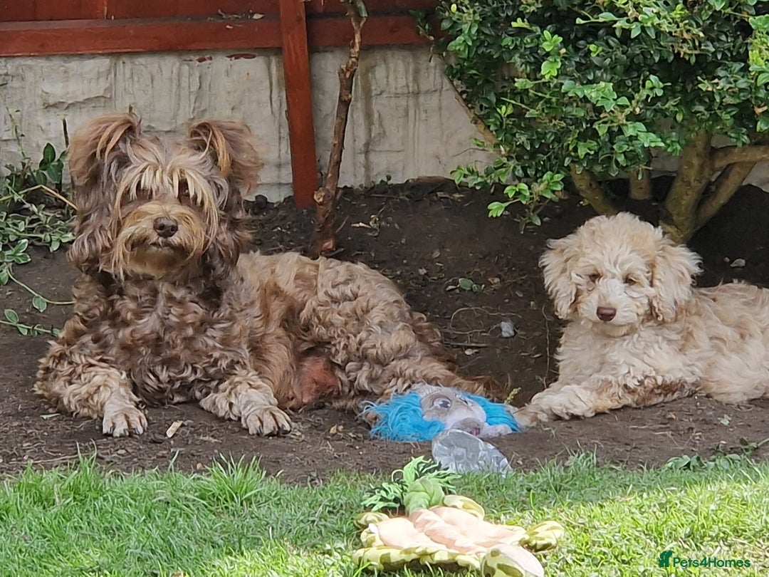 Cockapoo dogs for sale: Cockerpoo girl 11weeks old  - Image 17