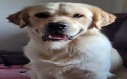 Golden Retriever dogs for sale: Exceptional Litter of Golden Retriever Puppies  - Image 5