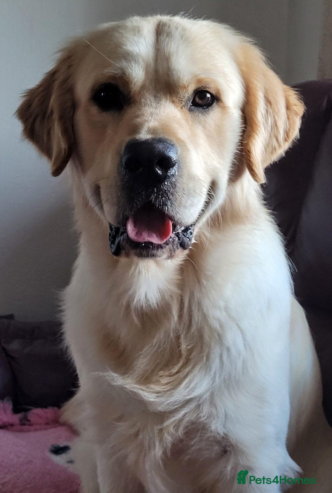 Golden Retriever dogs for sale: Exceptional Litter of Golden Retriever Puppies  - Image 5