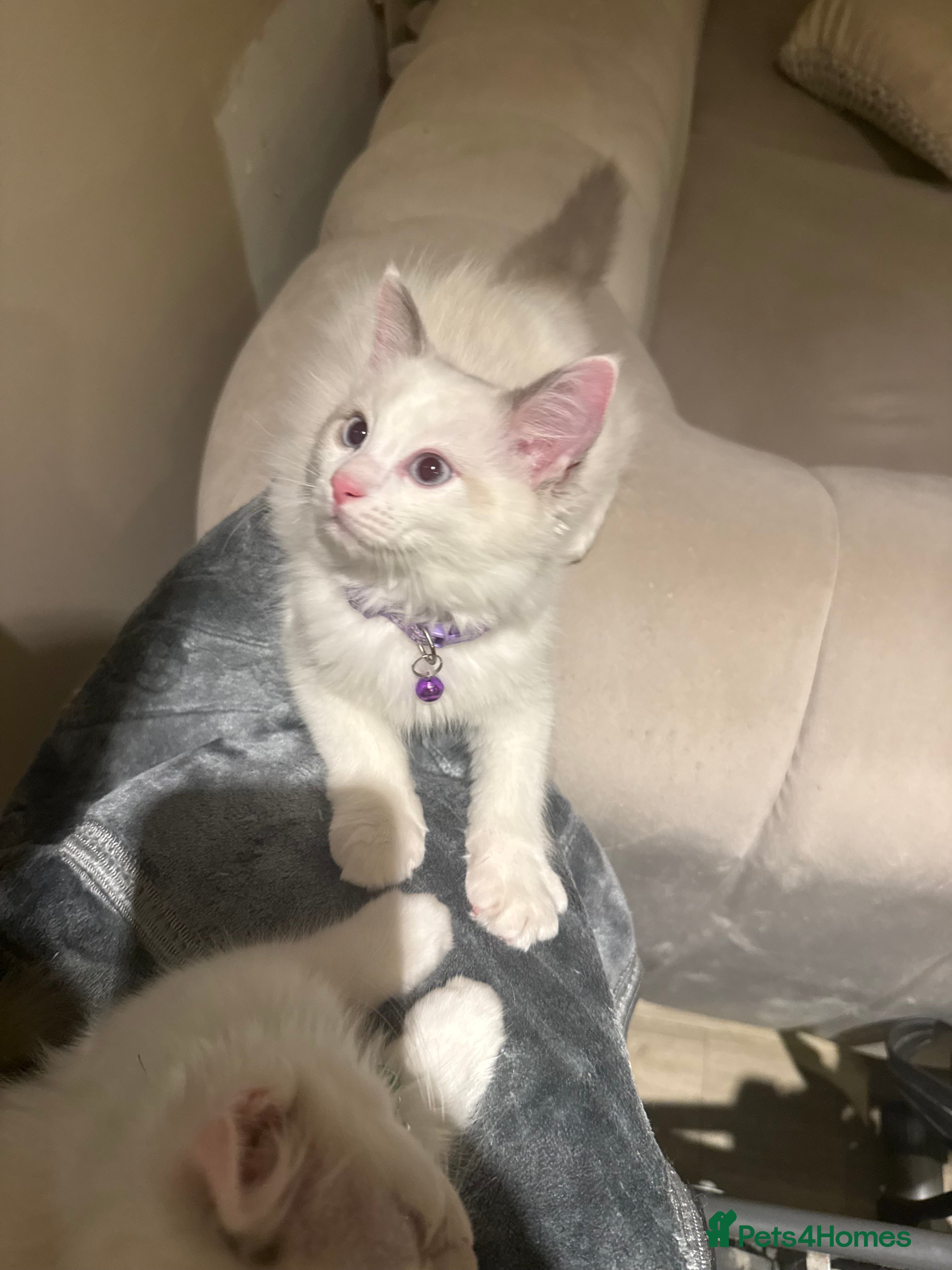 Ragdoll cats Adorable Playful and Cuddly Pedigree Ragdolls! - Advert 2