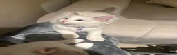 Ragdoll cats for sale: Adorable Playful and Cuddly Pedigree Ragdolls! - Advert 2