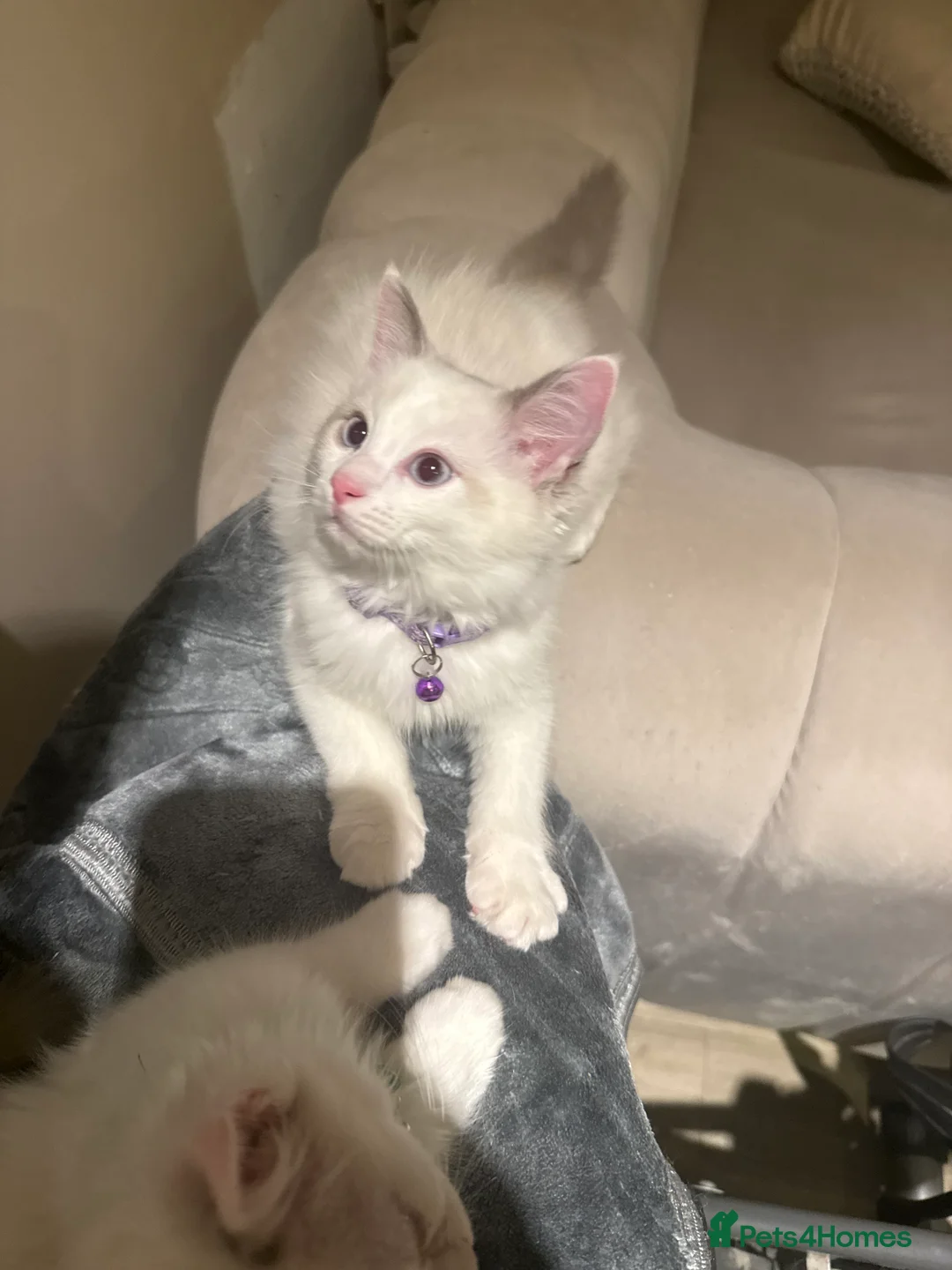 Ragdoll cats for sale: Adorable Playful and Cuddly Pedigree Ragdolls! - Advert 2