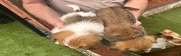 Mixed Breed dogs for sale: Chihuahua x terrier puppies for sale - Advert 9