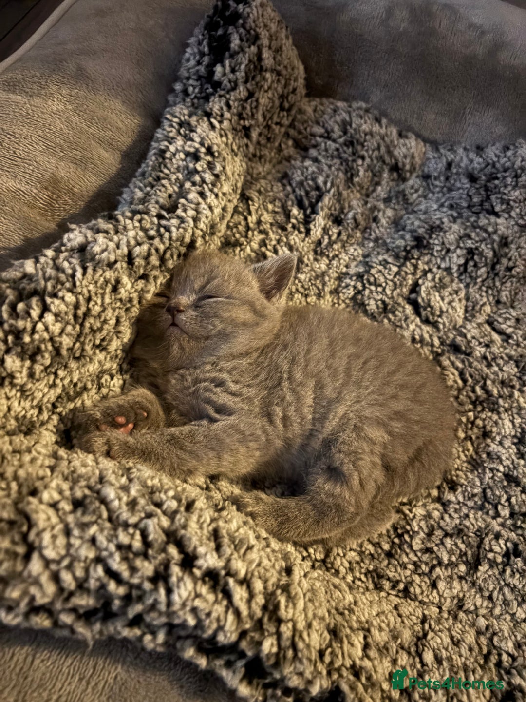 British Shorthair cats for sale: British Blue SH Kittens, TICA, Queens,Studs. - Image 8