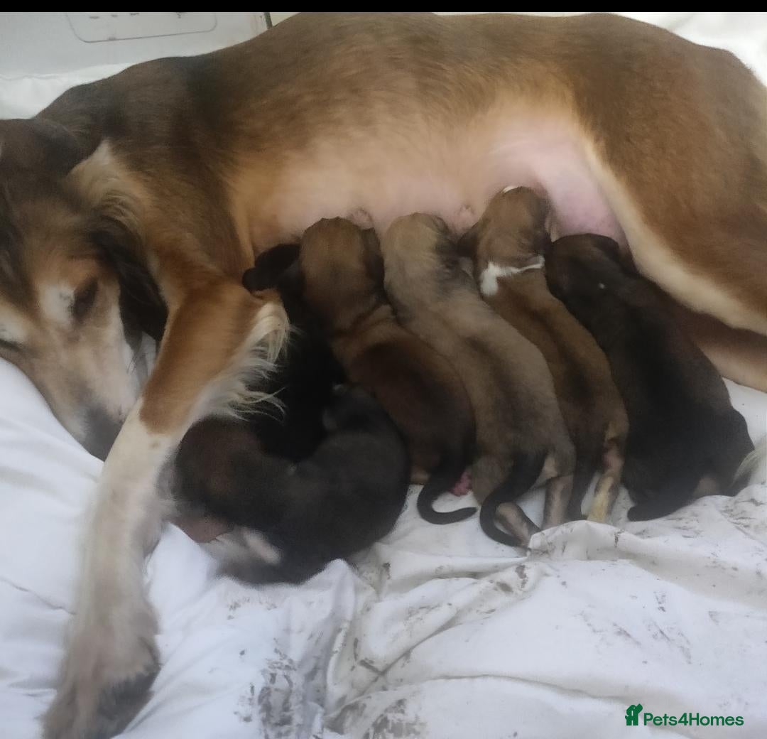 Saluki dogs 3/4 Saluki bitch pup, fantastic linage  - Advert 24