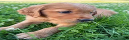 Golden Retriever dogs for sale: Dark Red Golden Retriever Pups in Burford - Advert 4