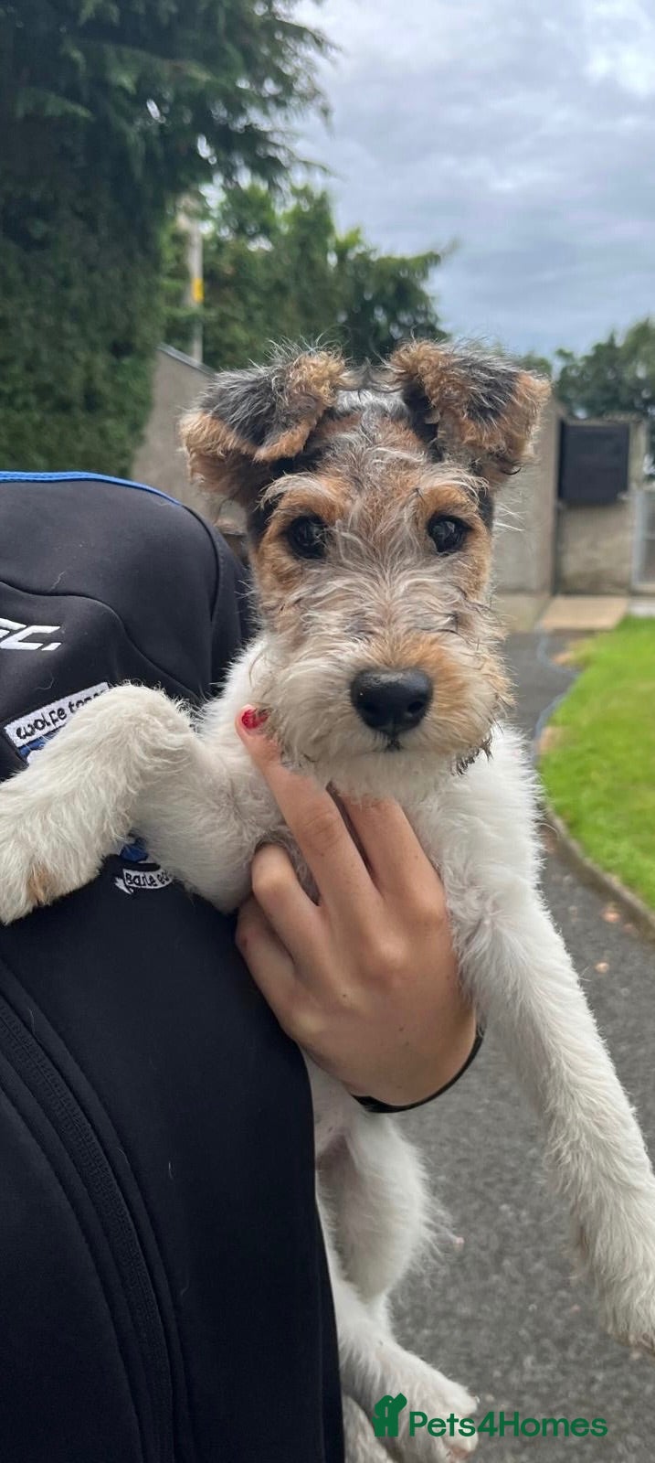 Fox Terrier dogs Wire haired fox terrier pups - Advert 9