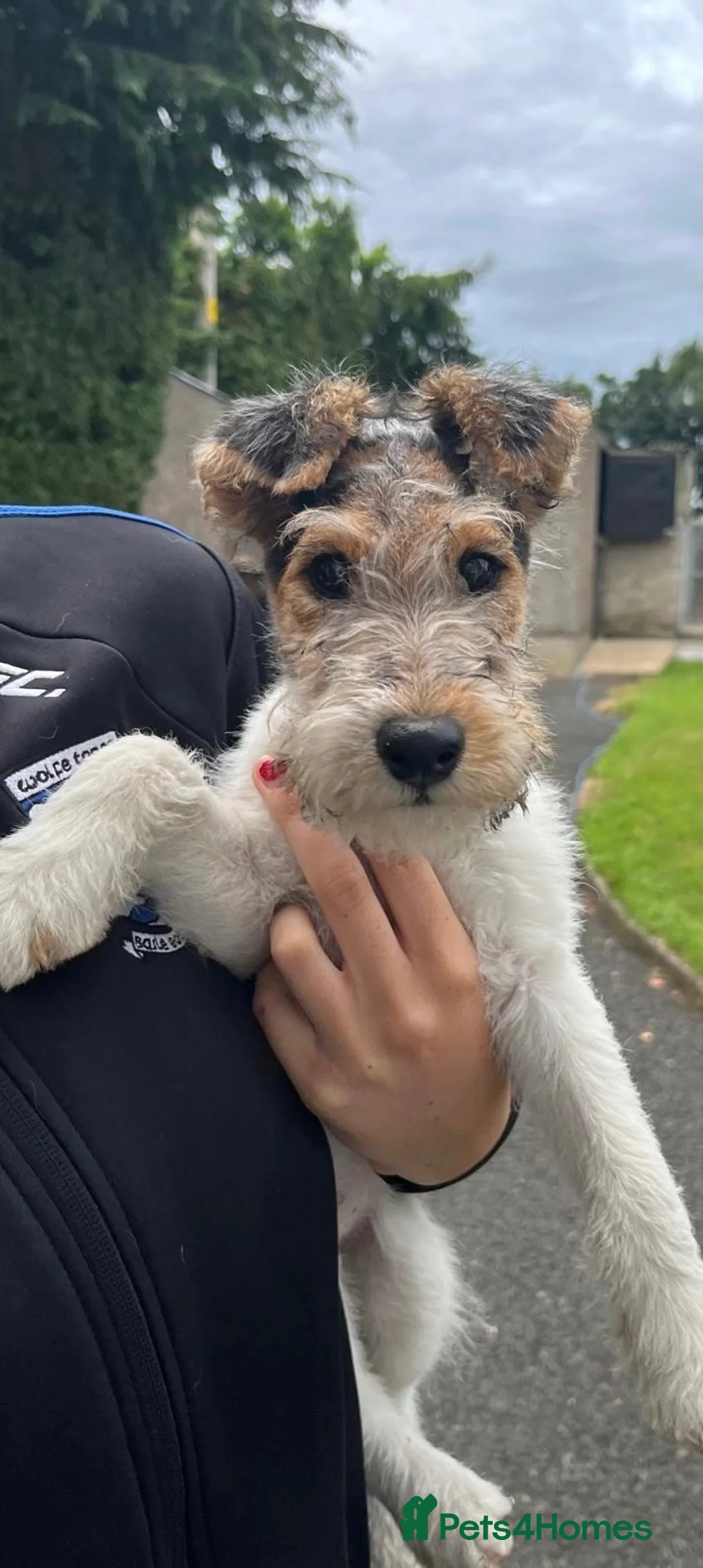 Fox Terrier dogs for sale: Wire haired fox terrier pups - Advert 1