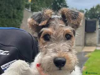 Fox Terrier dogs Wire haired fox terrier pups - Advert 9