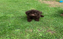 Cockapoo dogs for sale: READY NOW F1b Cockapoo puppies DNA CLEAR - Image 14