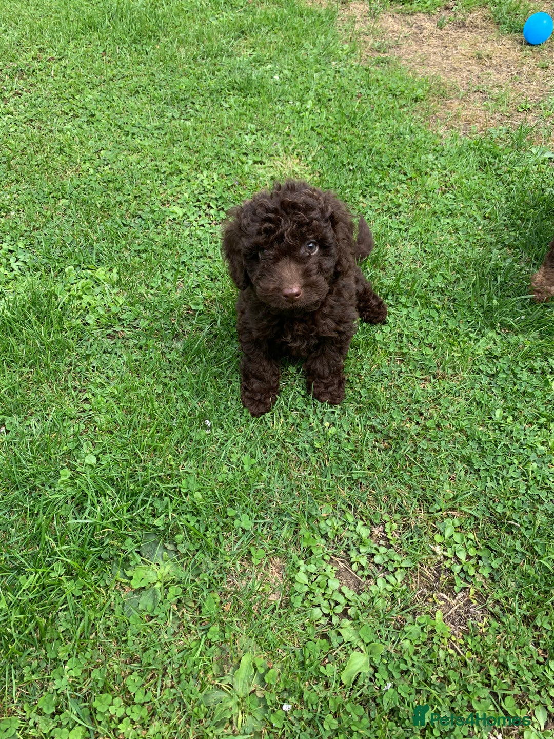 Cockapoo dogs for sale: READY NOW F1b Cockapoo puppies DNA CLEAR - Image 14