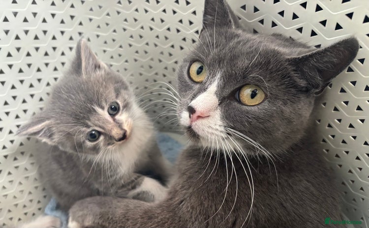 British Shorthair cats in Axbridge - Advert 1