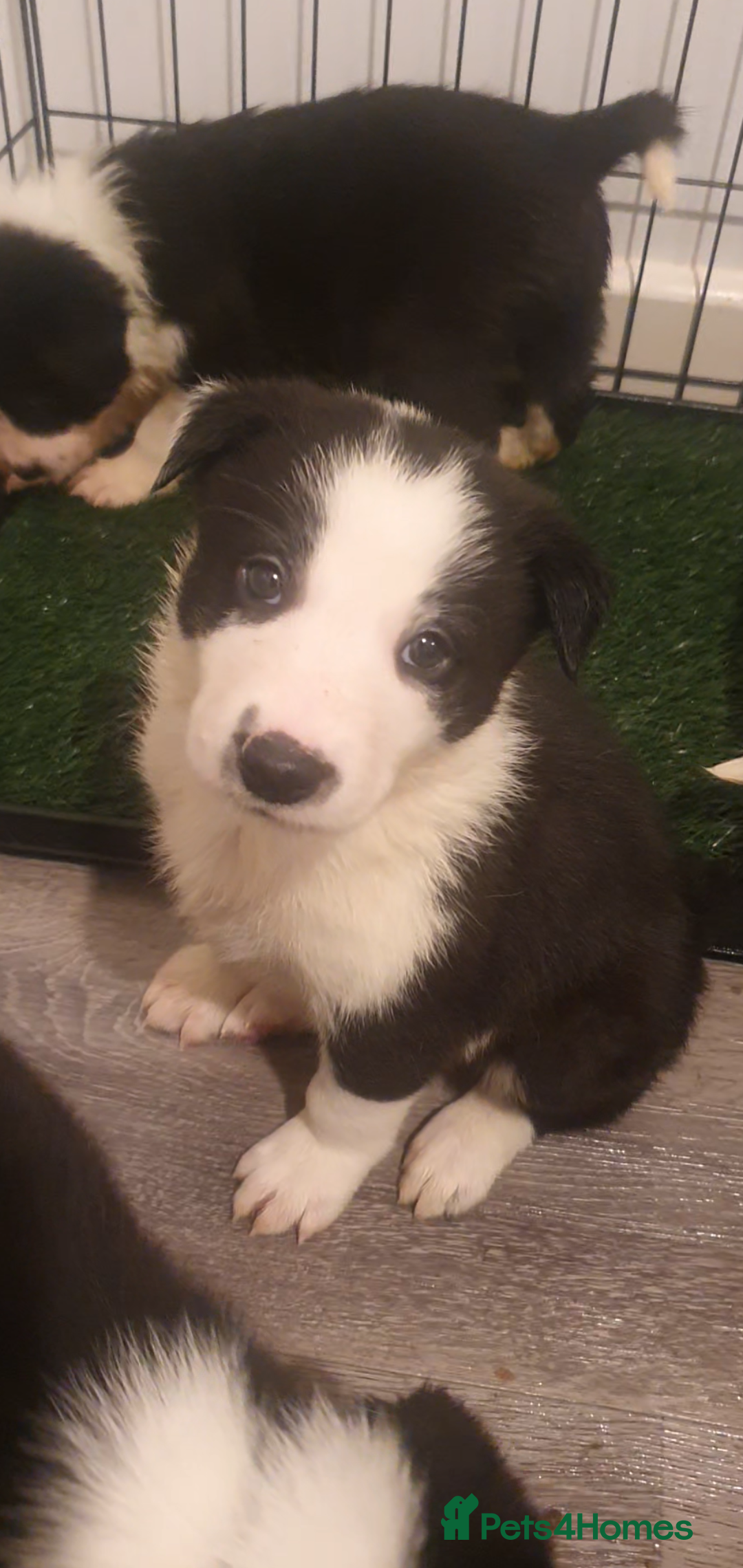 Border Collie dogs Border Collie puppies - Advert 3