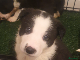 Border Collie dogs Border Collie puppies - Advert 3