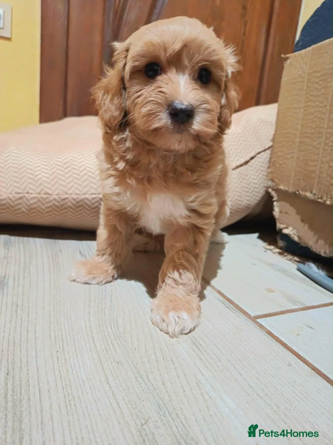 Maltipoo dogs for sale: Adorable Maltipoo Puppies 2 Girls 🐾 - Advert 2
