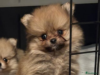 Pomeranian dogs Amazing KC pom puppies. Really tiny - Advert 3