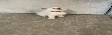Ragdoll 6