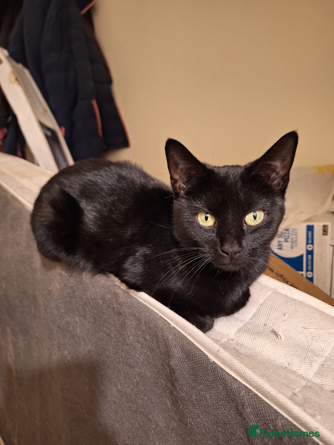 Mixed Breed cats for sale: 2 cats for rehome - Advert 5