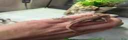 Gecko reptiles for sale: Crested Gecko in Billingshurst - Advert 6